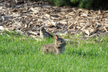 Backyard Baby Bunny