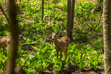 White tailed deer  grazing in a wetland overgrown with skunk cabbage. Natural scene from USA