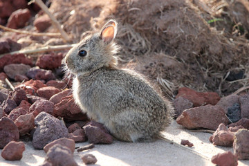Baby Bunny