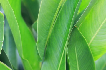 The texture and fresh leaf