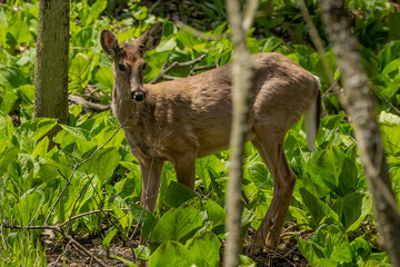 Naklejka na ściany i meble White tailed deer grazing in a wetland overgrown with skunk cabbage. Natural scene from USA