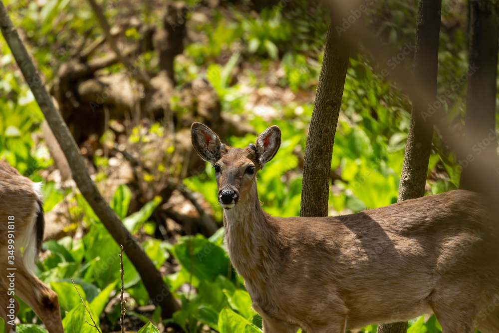 Wall mural White tailed deer , young deer with growing antlers on the spring. Natural scene from state park in Wisconsin.