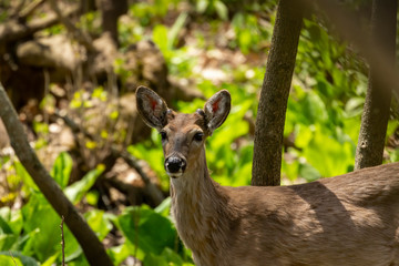 White tailed deer  grazing in a wetland overgrown with skunk cabbage. Natural scene from USA