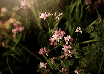 pink flowers in the forest