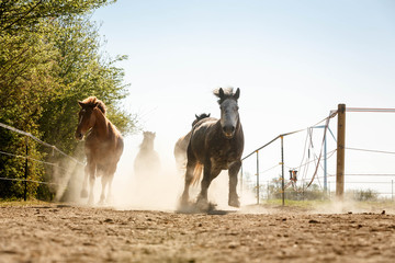 Aufgalopp am Morgen im Staub