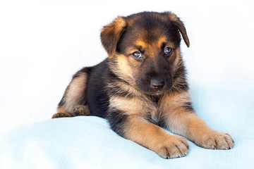 Cachorro de perro Pastor Alemán