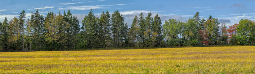 Fototapeta premium A golden field