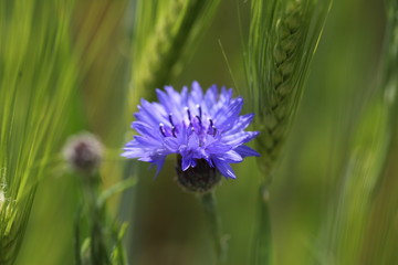 Kornblume