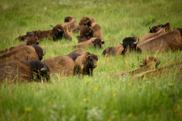 Fototapeta premium Young Bison Moves Among Sitting Herd