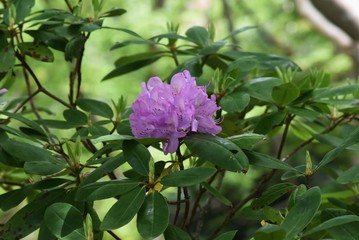 Rhododendron flowers / Ericaceae evergreen shrub.