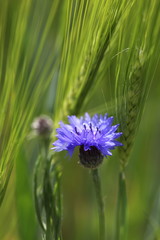 Kornblume