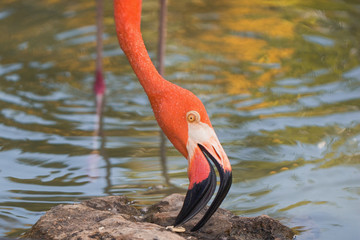 Fototapeta premium Flamingo