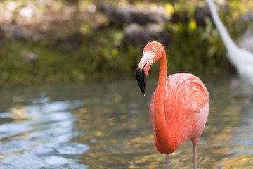 Fototapeta premium Flamingo