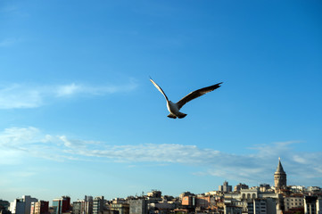 Fototapeta na wymiar seagull on the pier
