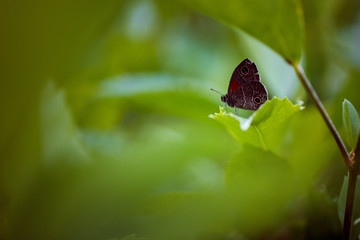 Schmetterling