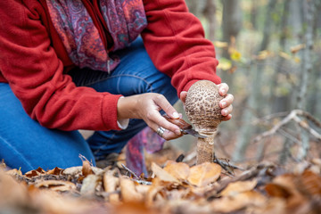 Woman gathers in the woods edible parasol mushroom (Macrolepiota proceed)