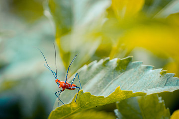 rote Spinne 