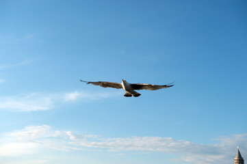 seagull on the pier