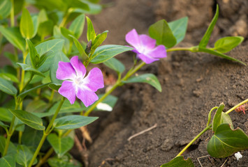 Vinca minor in beautiful pink flowers. Invasive plant
