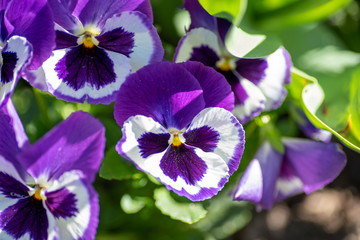 Fototapeta na wymiar A picture of some purple pansies. Vancouver BC Canada 