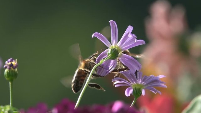 Bees, taking nectar, Encounter on Purple Flowers