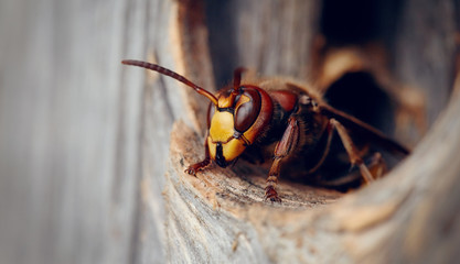Portrait of a big wasp - a hornet about an entrance to a nest. - obrazy, fototapety, plakaty