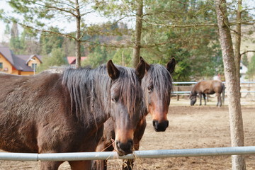 koń  © Ireneusz