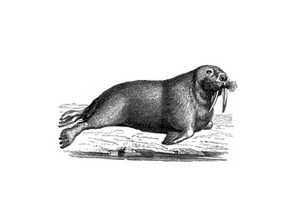 Illustration of a Walrus from popular encyclopedia from 1890