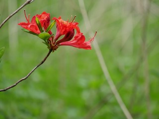 Rote Rhododendronbl&uuml;ten