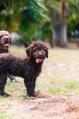 Two playful and healthy spanish water dogs are playing with the ball on the green grass