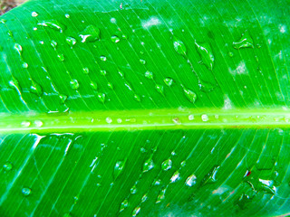 Green leaves with raindrops in the morning