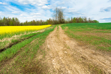 A winding dirt road between dry grass, blooming yellow rape and green grass. On the horizon there are trees against the sky with clouds. Nature spring landscape