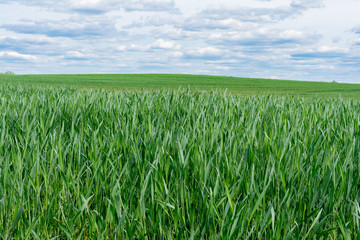 green grass close-up on background blue sky and white clouds