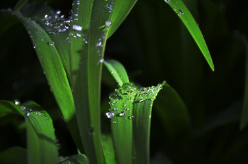 Fototapeta Krople deszczu na liściu rośliny wieczorem  obraz