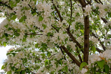 Fototapeta na wymiar Close up view of beautiful white crabapple tree blossoms in full bloom, with blue sky background