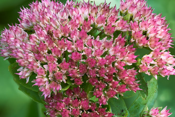 sedum flowers