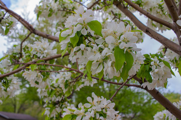 Close up view of beautiful white crabapple tree blossoms in full bloom, with blue sky background