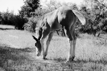 Young foal colt horse grazing farm grass closeup in black and white.