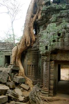 Tree At Cropped Ruined Structure