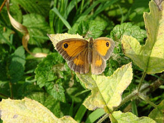 Papillon orangé