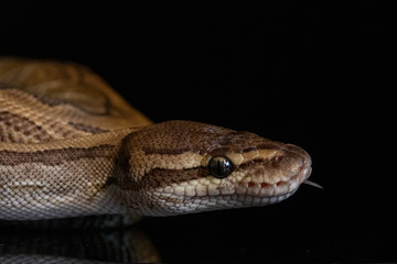 Ball Python