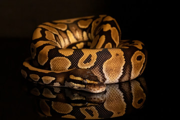 Ball Python