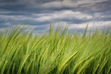 Grüne Gerste im Wind bei wolkigen Himmel