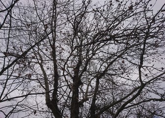 silhouette of trees in winter