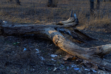 Fototapeta na wymiar The dry wood lying on the ground