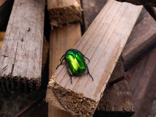 A green insect crawls on wooden planks. May-bug crawling on the wooden beams