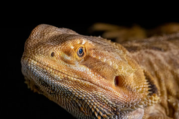 bearded dragon lizard