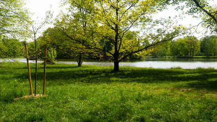 A pond surrounded by trees in the Świerklaniec park. A free entry space
