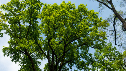 A pond surrounded by trees in the Świerklaniec park. A free entry space
