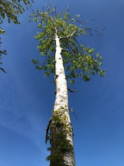 Fototapeta premium tall birch trees 